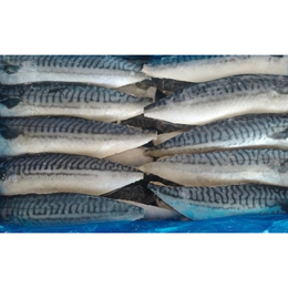 サバフィレ(ノルウェー産 無塩)80枚　40枚入×2合　