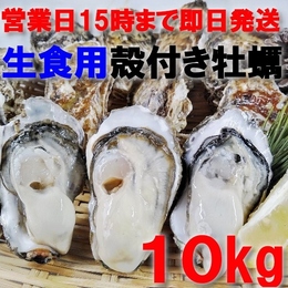 【15時まで即日発送も可能】生食用牡蠣10kg 約100粒 宮城県産 殻付き牡蠣 カキ 牡蛎 