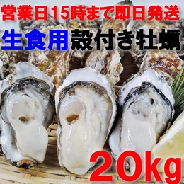 【15時まで即日発送も可能】生食用牡蠣20kg 約200粒 宮城県産 殻付き牡蠣 カキ 牡蛎 