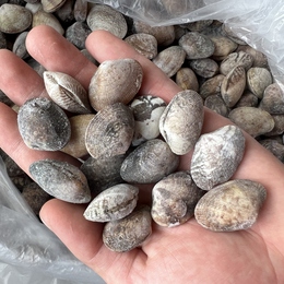 愛知県産冷凍あさり小粒 1kg100〜120粒 IQF　