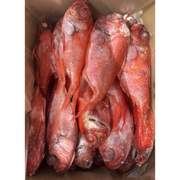 【送料無料!!】青森県産天然金目鯛　ラウンド10kg　200g/300g　約40尾入り