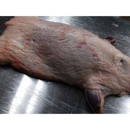 【小田原産】:限定1　アナグマ1頭 (程よい脂がついています)