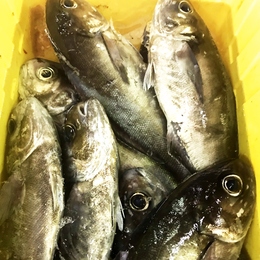 伊東港直送!地目鯛(ジメダイ)1尾2.5~5kg