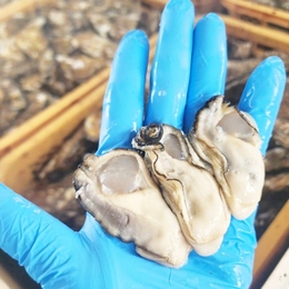 加熱用 生牡蠣 剥き身　牡蠣むき身　500g〜宮城県産　かき カキ