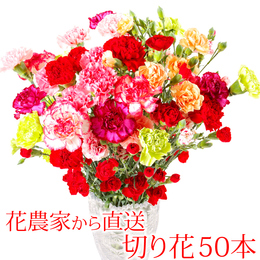 国産カーネーション 切り花 50本 鮮度が自慢 朝採り産地直送 茎丈 65cm 等級:特級