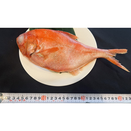 【生食可能】約￥950/尾　青森県産天然金目鯛　ラウンド　約450~650g　10kg　