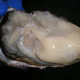 道東釧路の新鮮　活牡蠣仙鳳趾(せんぽうし産殻付牡蠣(100g～130g)30個