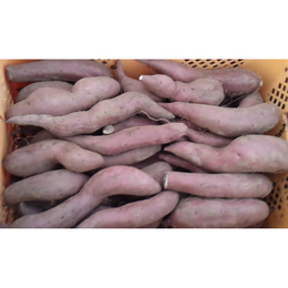 (熟成)シルクスイート【B品、丸長細芋混】土付き 10kg「ネットリ甘々!」