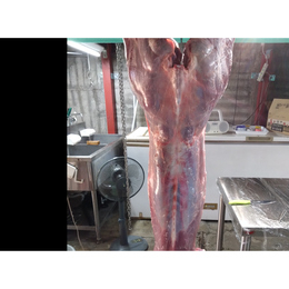 【小田原産】:限定1　鹿肉一頭買い　夏子鹿　オス