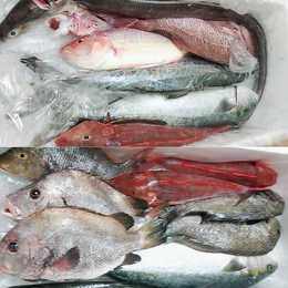 【送料無料】宇和島直送!お得な旬鮮お刺身ボックス7尾～12尾(黒鯛、鰤、ホウボウ、フエフキダイ等々)