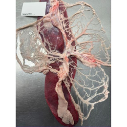 三重県産　豚チレ肉アミ脂付