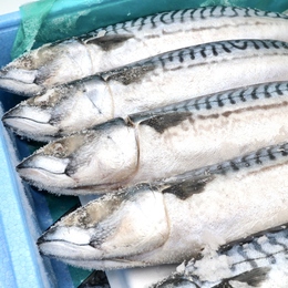 塩さば　青切り(頭割りなし背開き)　20入/8kg