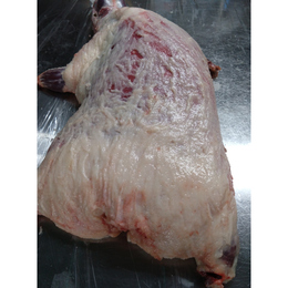 【小田原産】:限定1　アナグマ1頭 メス　オススメ(程よい脂がついています)