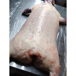 【小田原産】:限定1　アナグマ1頭 未出産メス　良質個体　オススメ