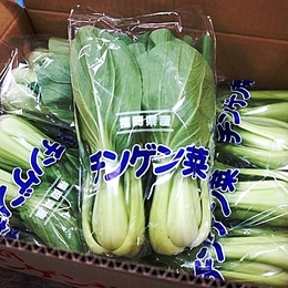 【福岡産】青梗菜 (チンゲンサイ)10袋