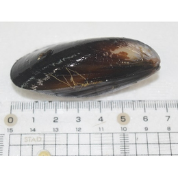 宮城県石巻産  活　中ムール貝(6～7cm)選別品 3kg【関西圏まで送料無料】