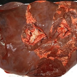 不定貫【特選国産牛】レバー