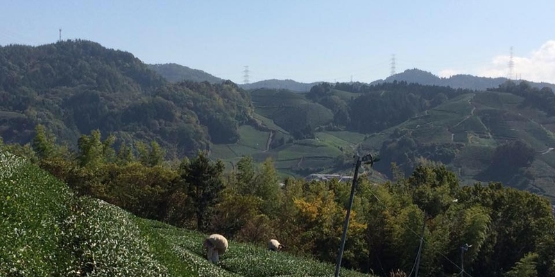 お茶の上香園