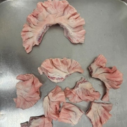 国産豚 上大トロホルモンカット きくあぶら 歩留まり抜群!!そのまま使える　2kg