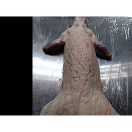 【小田原産】:限定1　アナグマ1頭3.1kg