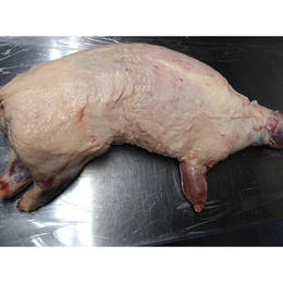 【小田原産】:限定1　アナグマ1頭 