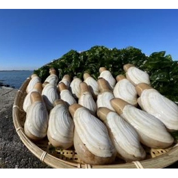 生鮮★希少　白ミル貝　ウミタケガイ　愛知県産