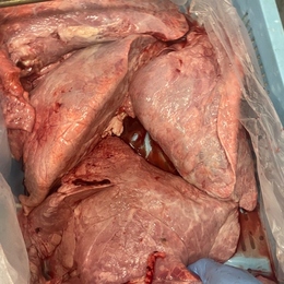 【鮮度抜群!!】 牛フワ!牛の肺!