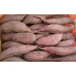 シルクスイート【2L,L,M混】土付き 10kg「大きめのM～L～小さめの2Lサイズ」