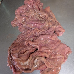 【不定貫】国産牛アカセンマイ(ギアラ)1kg屠畜翌日発送 トリッパ