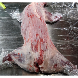 【小田原産】:限定1　タヌキ1頭 2.4kg