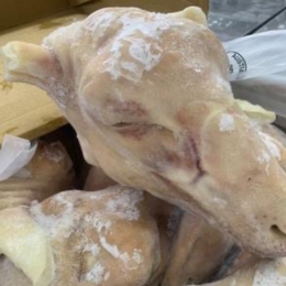 【希少!!】羊頭　ひつじ頭