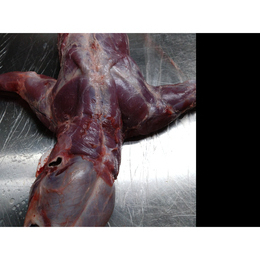 【小田原産】:限定1　アライグマ1頭