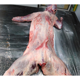 【小田原産】:限定1　アライグマ1頭