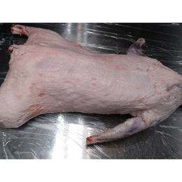 【小田原産】:限定1　アライグマ(脂多め)おすすめ個体