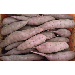 紅はるか【2L,L,M混】土付き 10kg「収穫後3か月が経過!ねっとり甘々です」