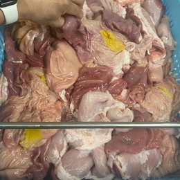 三重県産　豚胃袋　ガツ　生