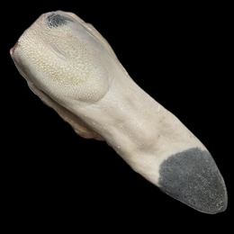 『冷凍』国産牛黒タン