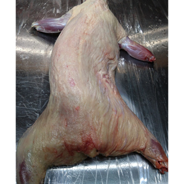 【小田原産】:限定1　アナグマ1頭 未出産メス オススメ