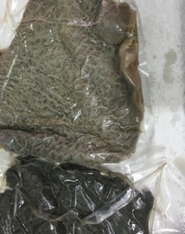 【上質で格安】鮮度抜群!!国産牛ハチノス　トリッパ5kg　牛肉エキスパート厳選仕入