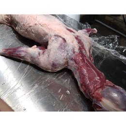 【小田原産】:限定1　タヌキ1頭 (程よい脂がついています)