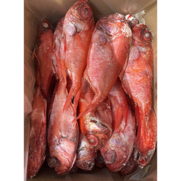 【約￥310/尾!!】青森県産天然金目鯛　ラウンド10kg　200g/300g　約40尾入り