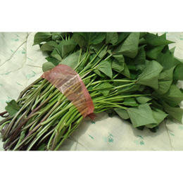 紅はるか苗【100本】切り苗「植えて安心!育てて安心!の苗です」茨城産(鉾田産)
