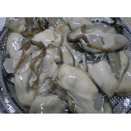 北海道釧路厚岸産　特大むき身生ガキ　500g(生食用)