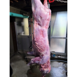 【小田原産】:限定1　猪肉一頭買い　メス　5.5kg