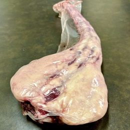 北海道産 牛テール