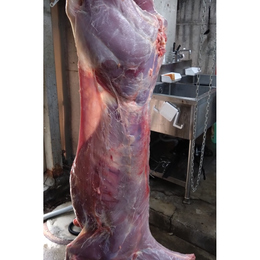 【神奈川県産】:限定1　小鹿一頭　7kg