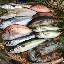 【天草獲れたて直送】天草活き活き旬魚セットL　(税込)(送料込)　前処理可(ウロコ、エラ、内蔵など除