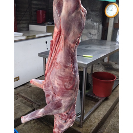 【小田原産】:限定1　猪肉一頭売り　雄　5.5kg
