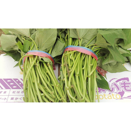 栗かぐや苗【50本】切り苗「比較的あたらしい品種の苗です!」茨城産(鉾田産)