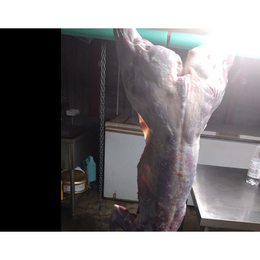【小田原産】:限定1　鹿肉一頭売り　夏子鹿　雄12Kg